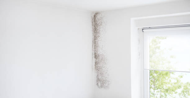 Best Industrial Mold Remediation  in Hillsdale, MI