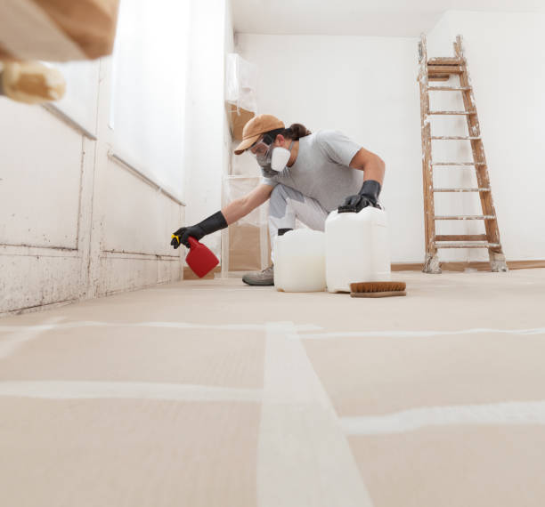 Reliable Hillsdale, MI Mold Removal Solutions