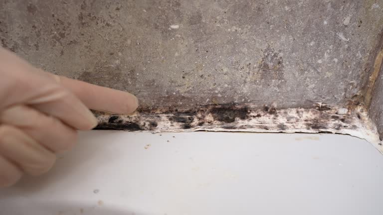 Mold Remediation for Vacation Homes in Hillsdale, MI